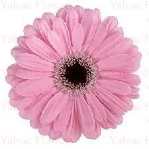  Pembe Gerbera
