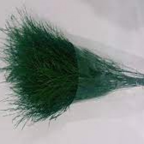 Vigratus / Asparagus