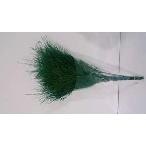 Vigratus / Asparagus