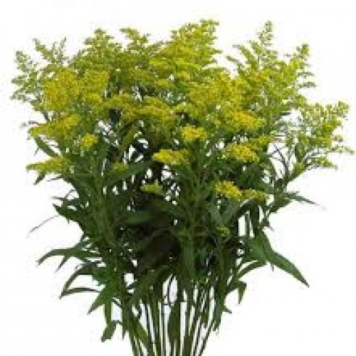  Solidago