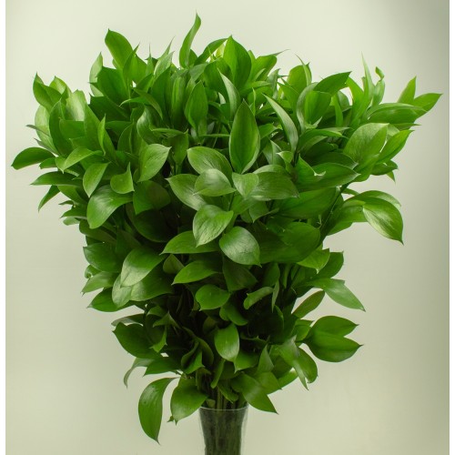 Ruskus Yeşillik/Balya 50 DAL