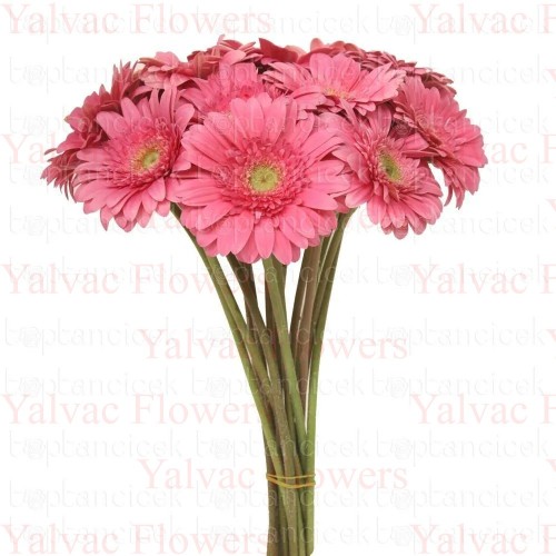  Fuşya Gerbera