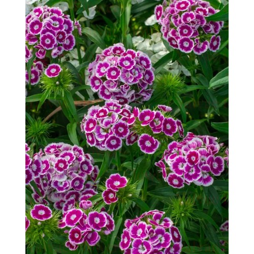  Hüsnüyusuf Mor 10 DAL