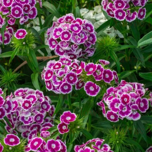  Hüsnüyusuf Mor 10 DAL