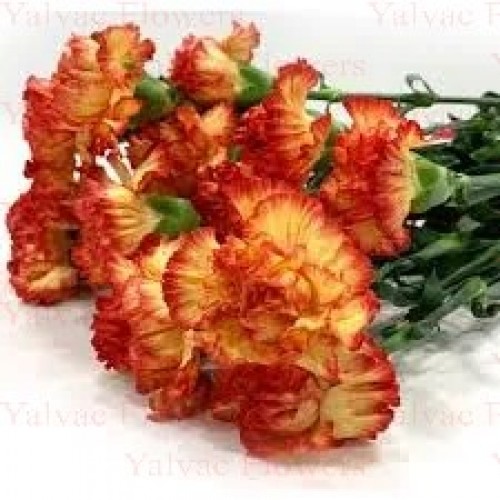  Kırçıllı Karanfil Çeşitleri