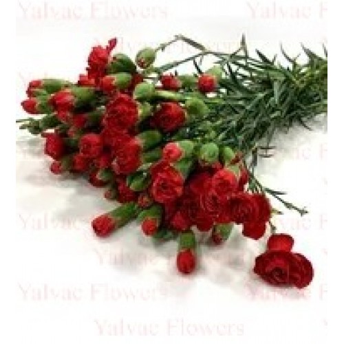  Mini Karanfil / Kırmızı