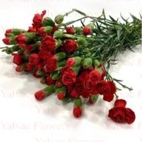  Mini Karanfil / Kırmızı