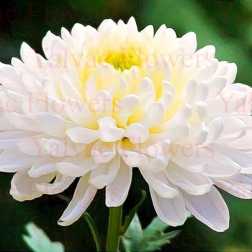 Beyaz Krizantem / Biçme