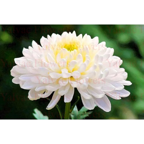 Beyaz Krizantem / Biçme