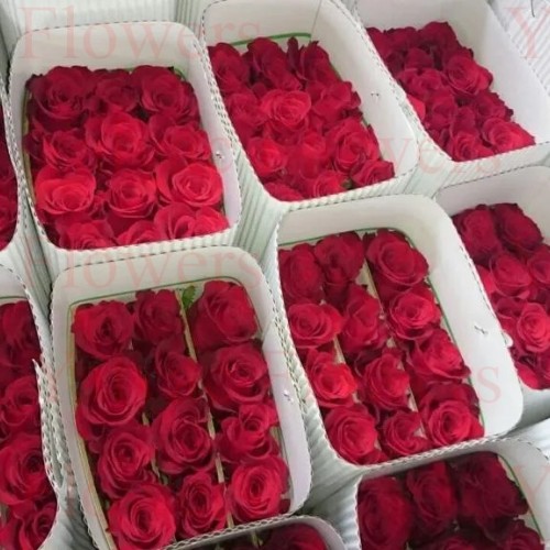 Gül Rodos Yayla Kutulu