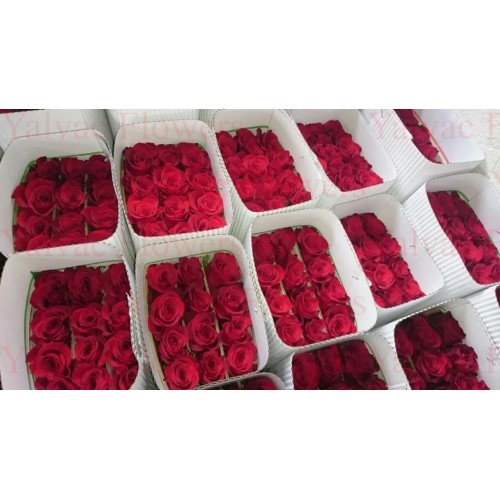 Gül Rodos Yayla Kutulu