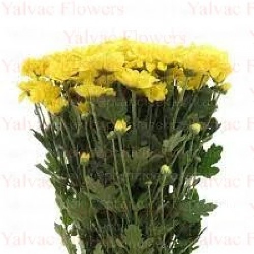  Sarı Krizantem/ Biçme