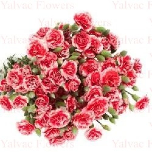 Mini Karanfil Kırçıllı / Renkli