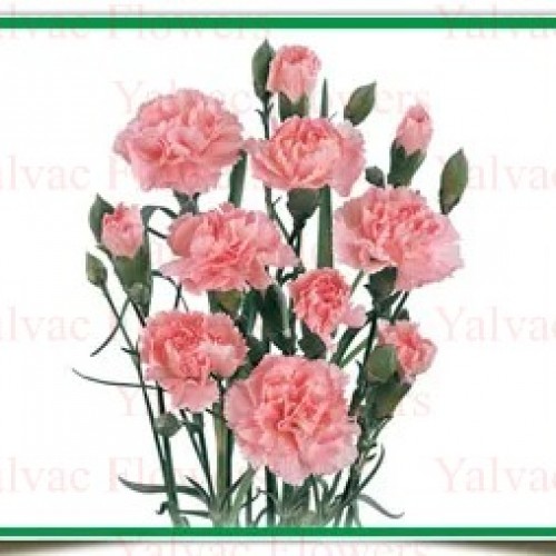 Mini Karanfil / Pembe