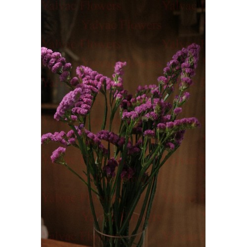 Statis Pembe (10 Dal)