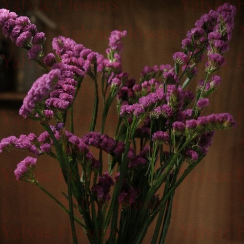 Statis Pembe (10 Dal)