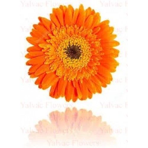 Turuncu Gerbera