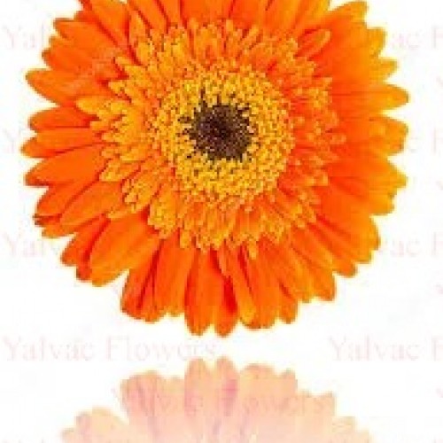 Turuncu Gerbera