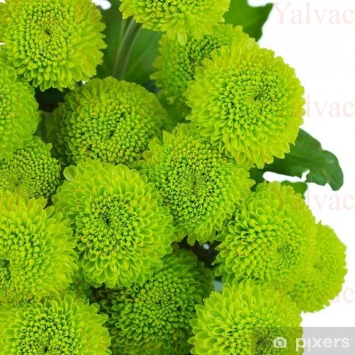 Yeşil Krizantem / Biçme