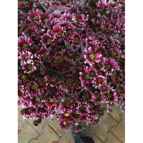 Yılangözü Krizantem / Biçme