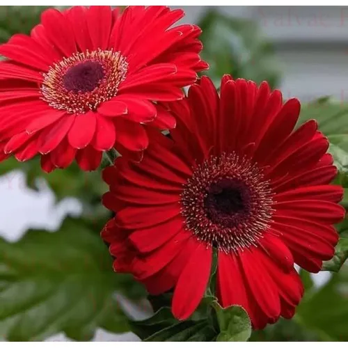 Kırmızı Gerbera