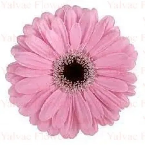  Pembe Gerbera