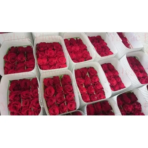 Gül Rodos Yayla Kutulu