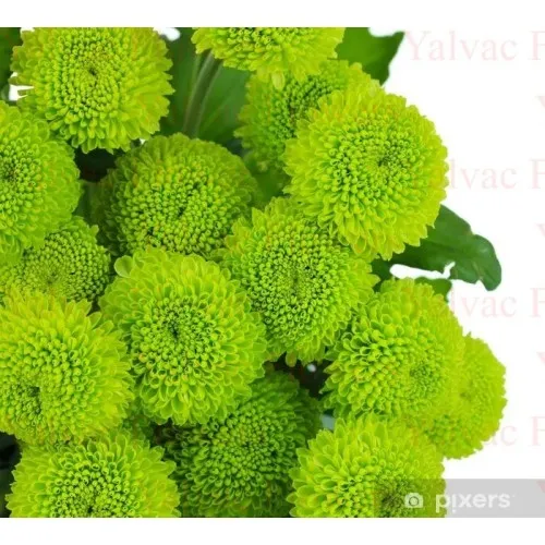 Yeşil Krizantem / Biçme